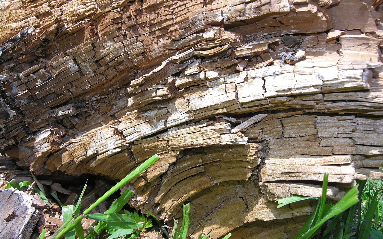 Rot & Outdoor Wood