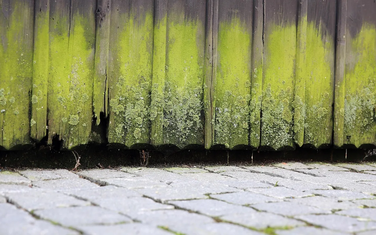 Rot & Outdoor Wood
