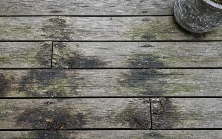 Weathered deck surface with dark rot and algae around the board screws